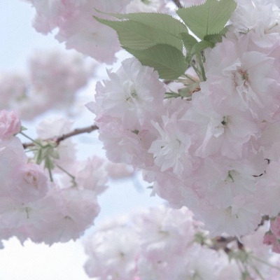 南华福瑞交流群